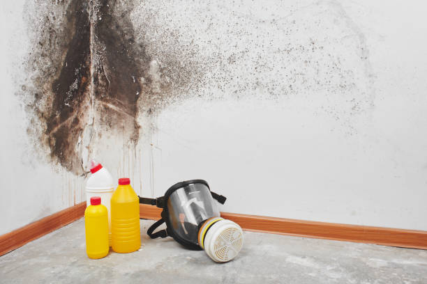 Best Insurance-Related Mold Remediation in Ashland, VA