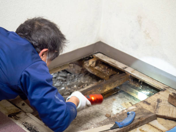 Best Black Mold Remediation in Ashland, VA