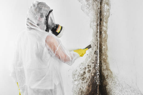 Best Commercial Mold Remediation in Ashland, VA