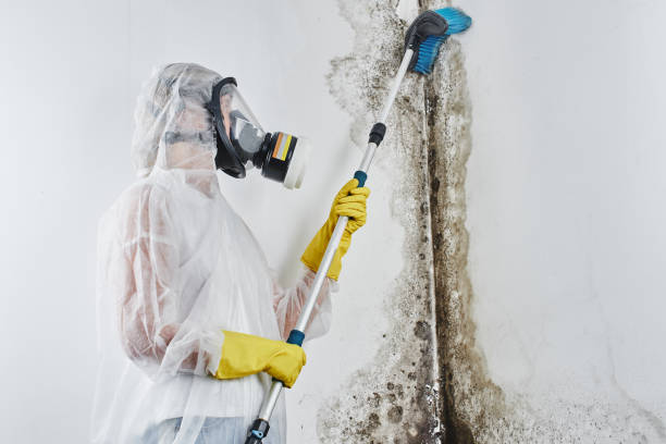 Trusted Ashland, VA Mold Remediation Experts