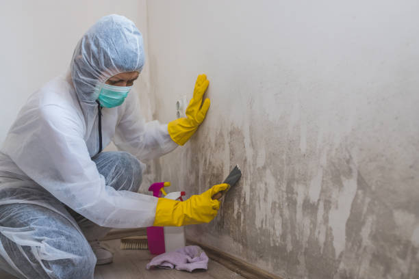 Best Crawl Space Mold Remediation in Ashland, VA