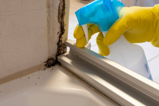 Best HVAC Mold Remediation in Ashland, VA