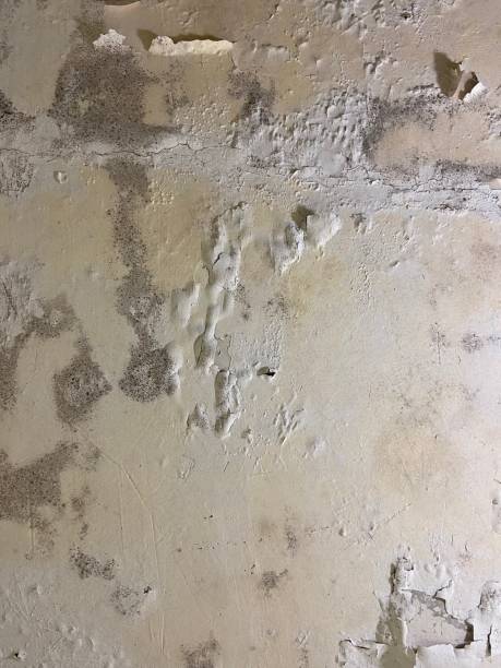 Best Health and Safety Mold Remediation in Ashland, VA