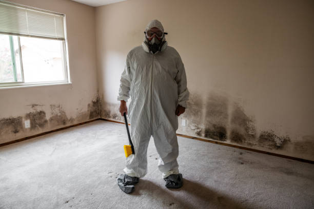 Best Attic Mold Remediation in Ashland, VA