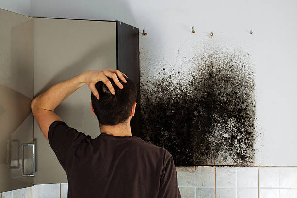 Best Localized Mold Remediation (e.g., coastal areas, humid climates) in Ashland, VA