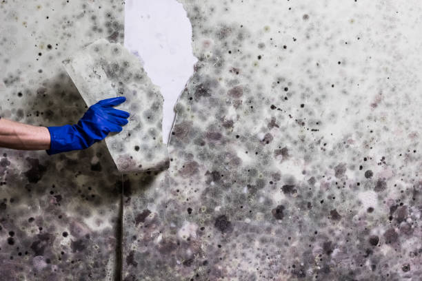 Best Basement Mold Remediation in Ashland, VA