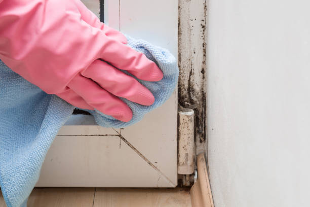 Best Localized Mold Remediation (e.g., coastal areas, humid climates) in Ashland, VA